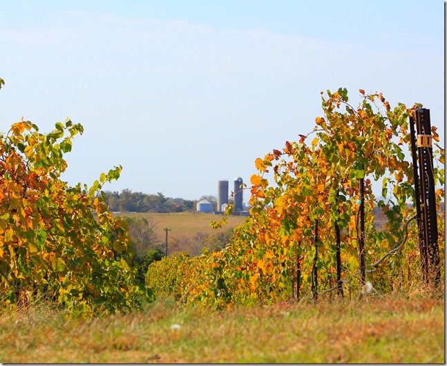 Grape plants with farm silos in the distance