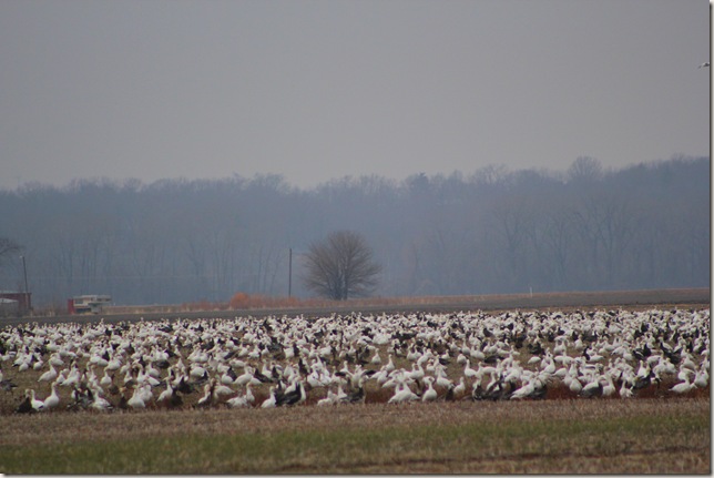 A field covered with geese