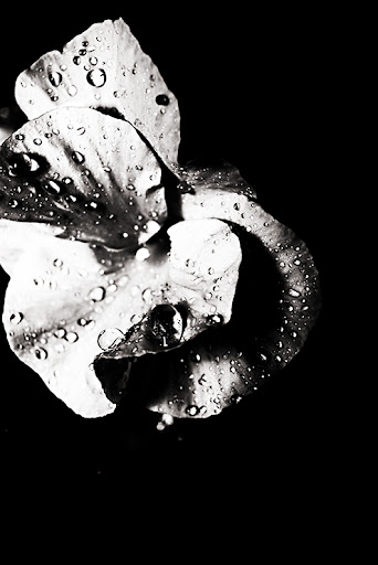 Assignment: High Contrast high contrast black and white photoshop. Assignment: High Contrast