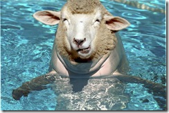 I looked for a picture of 'something random' and here's what popped up. A sheep-dolphin. Not creepy at all.