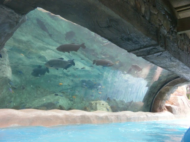Orlando Water Parks: Aquatica's lazy river aquarium
