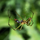 Spider with prey