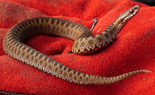 Surrey Amphibian & Reptile Group (SARG)