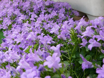 [10000ダウンロード済み√] 花 ベルフラワー 190880-ベルフラワー 花 季節