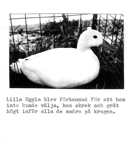 lillauggla-13