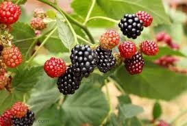 [blackberries[2].jpg]