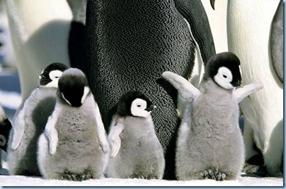 Baby penguins by Tone