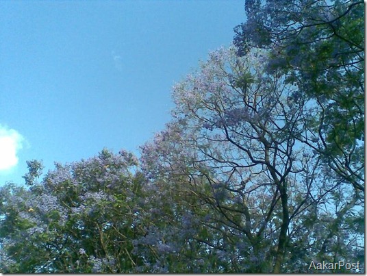 शिरिष को फूल (Shirish Ko Phool) , Blue Mimosa
