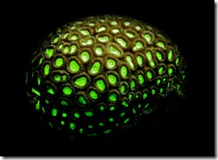 n example of photo luminescence in coral in West Papua (Photo and caption by Stephen Martin)