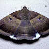 Moth