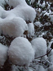 december 2009 018