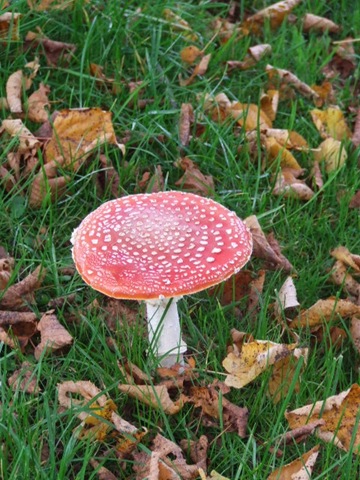 [brocante 001[3].jpg]