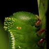 Pellucid Hawk-moth Caterpillar