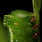 Pellucid Hawk-moth Caterpillar