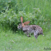 Cape Hare