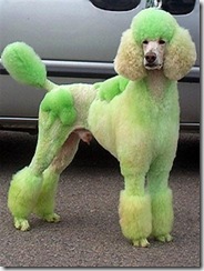 Poodle-St.Pats (Small)