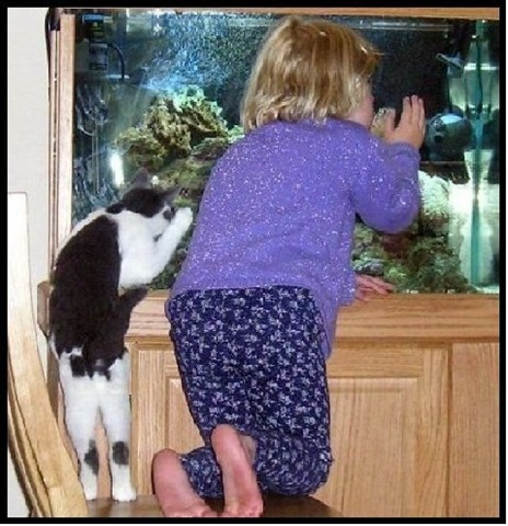 [cat-child-fish[3].jpg]