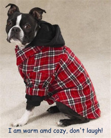 [Dog-Coat-w-arms and butt-cover (Small)[3].jpg]