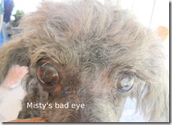Misty's bad eye