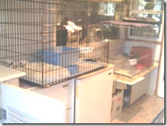 Cat-cages- 003 (Small)