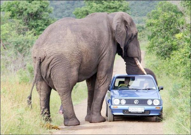 [Jumbo and car (Small)[1].png]