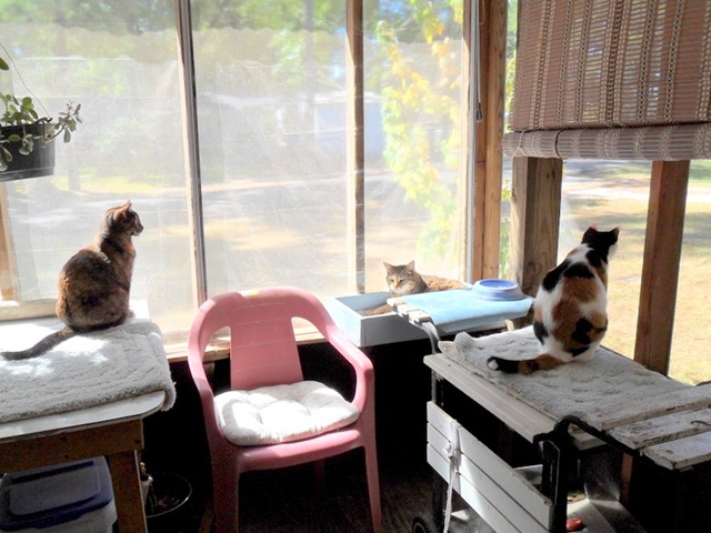 [Cats-on-porch-2010-Oct[3].jpg]