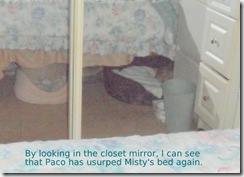 Paco-stole-Mistys-bed