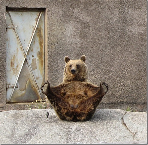 Yoga Bear 2