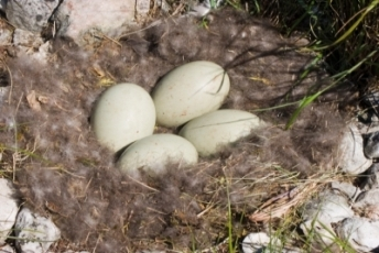 [eider-nest-down-eggs-2.png]