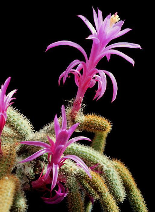 Have you seen a Blooming Cactus?