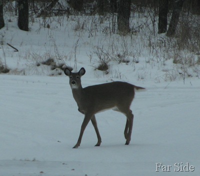 Best deer Photo this week Dec 03