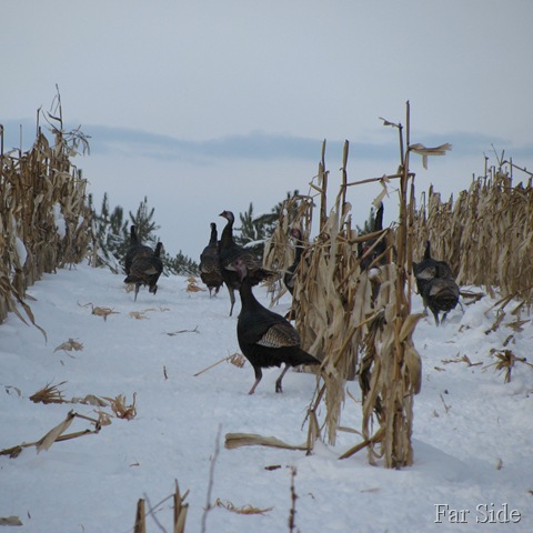 Turkeys in the corn three Feb 2010