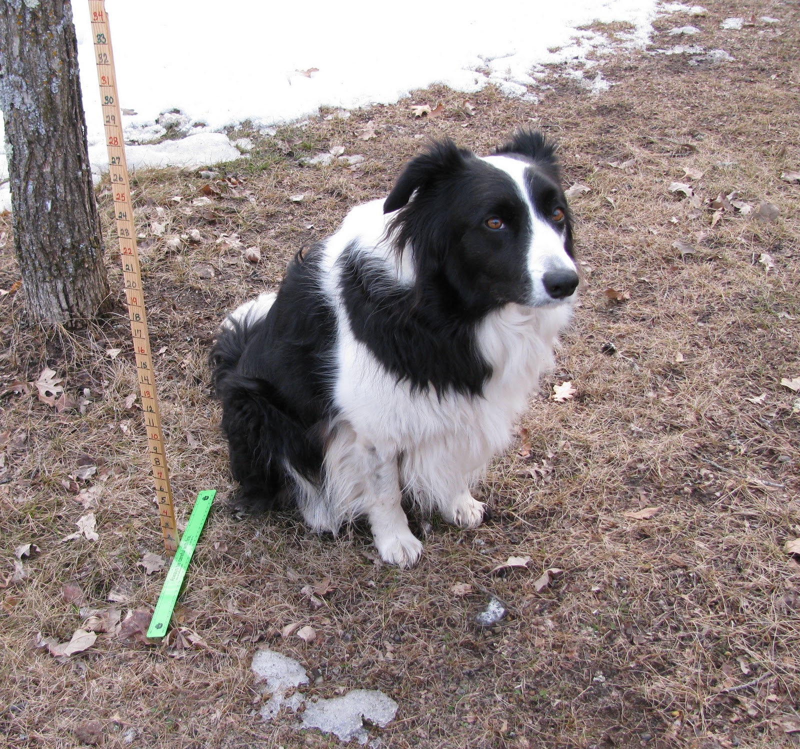 [Chance and the snowstick April 07 2011[11].jpg]