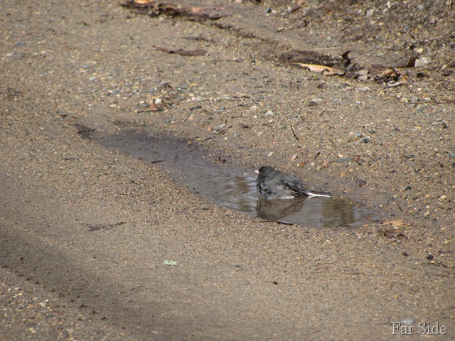 [Junco in a mud puddle[8].jpg]