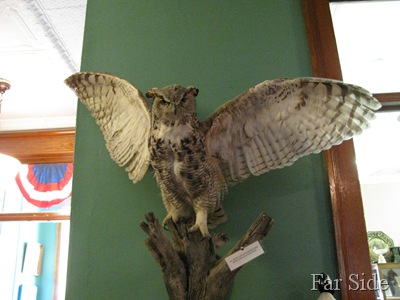Artic Greater Horned Owl