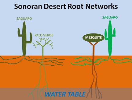 Sonoran Root Networks