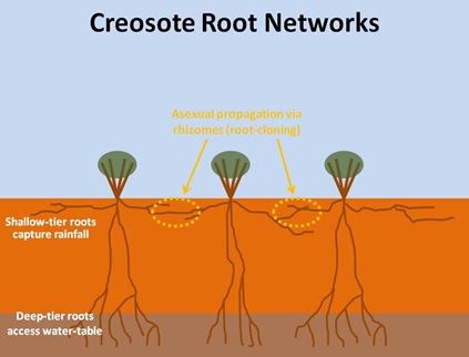 Creosote Root Networks