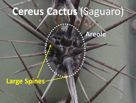 Cereus Spines