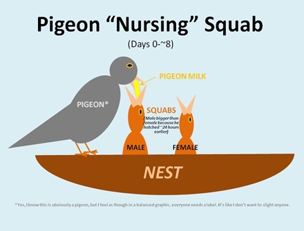 Pigeon Nursing