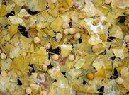 Ginkgo Seed Pods