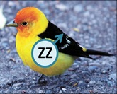 Bird ZZ
