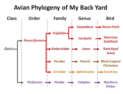 Back Yard Phylogeny