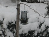 Goldfinch feeder 12 26 08
