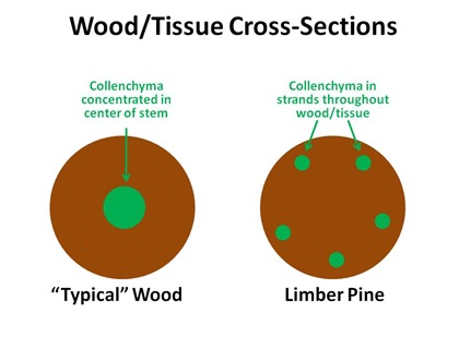 Collenchyma Distribution in Limber Pine