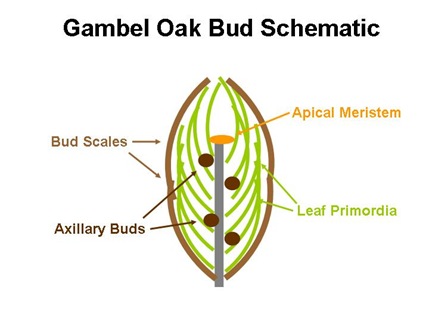 Gambel Bud Schematic