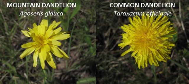 [Dandelion compare[10].jpg]