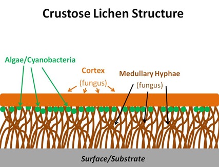 Crustose Structure