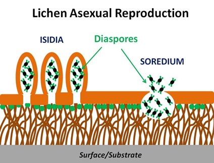 Lichen Asexual Repro