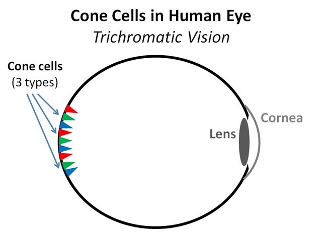 [Human Eye Cones[4][5].jpg]