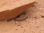 Rattler in Twin Corral 5 08